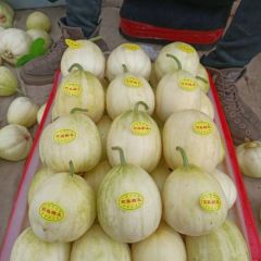 辽宁省凌海市精品香瓜大量上市