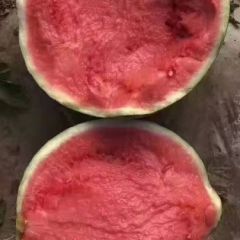 河南商丘夏邑 美都西瓜大量上市中 品质高 质量优
