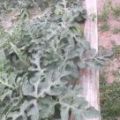 西瓜新鲜上市 保证质量好 价格好商量