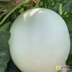莘县玉菇甜瓜 久红瑞甜瓜 博洋甜瓜大量上市