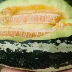 博洋九甜瓜 有想法的老板们联系