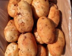 云南土豆：品种丽薯六号