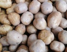 甘肃v7大土豆，长年供应，质量优良，量大从优。