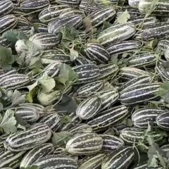 山东济宁喻屯甜瓜第一批上市