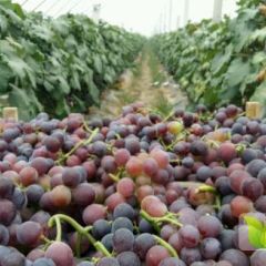 2022山东金乡万亩大棚乒乓球鲜葡萄6月大量上市