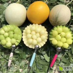 阜城甜瓜大量上市了欢迎前来选购