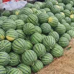 河南夏邑无籽美都西瓜大量供应中，价格美丽