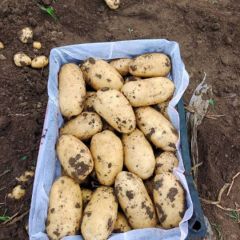 辽宁凌海荷兰十五土豆