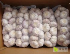 河南省商丘市睢阳区多品种优质大蒜大量上市中