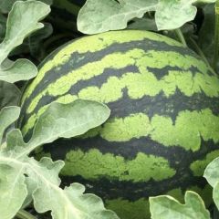 麒麟西瓜质量优质 本种植地区最好的一批西瓜 求收