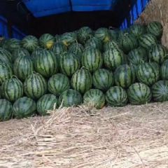 山东安丘大棚优质甜王大量供应中，品质好