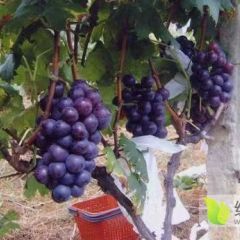 金乡葡萄种植基地