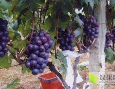 金乡葡萄种植基地
