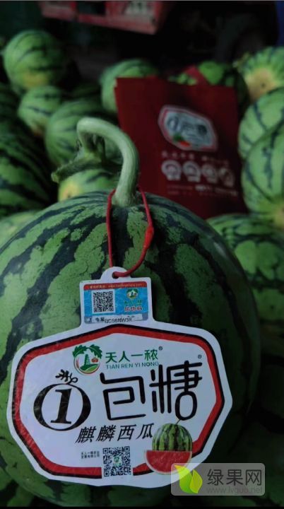 麒麟西瓜价格