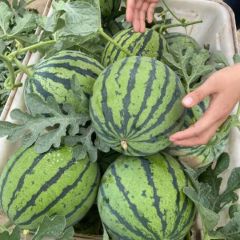 陕西大棚西瓜基地，西瓜产地批发，西瓜种植基地，西瓜价格批发，西瓜