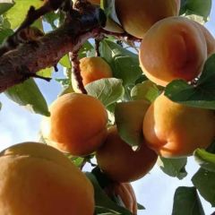 陕西陆地杏子大量现货，杏子价格，杏子基地