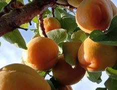陕西陆地杏子大量现货，杏子价格，杏子基地
