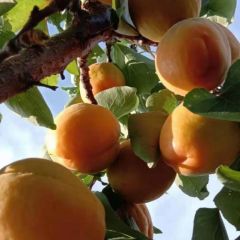 陕西金太阳杏子产地欢迎您来收购，货源充足，价格稳定，今年杏子产量高，