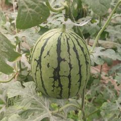 早春红玉2K小西瓜大量上市15563557959