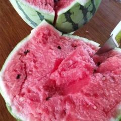 美都 8424西瓜 产地一手货源大量供应，保质保量，欢迎批发