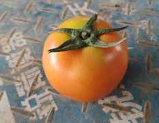 番茄大量上市，价格便宜，质量保证每天可以上市10，可以供货