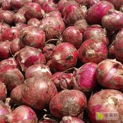 2022年大邑新鲜红皮洋葱