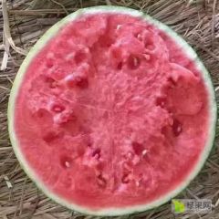 开封大量供应大棚美都，陆地美都