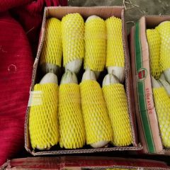 博洋61——博洋九大量上市