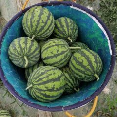 江苏省美都无籽西瓜