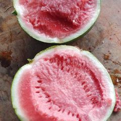 夏邑县西瓜8424西瓜、711-美都大量供应中