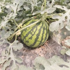 云南麒麟、甜王西瓜有意者请联系！