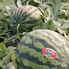 蒲城五月万亩西瓜进入成熟期