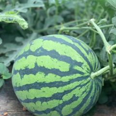 美都瓜1.4元/斤，可联系13887661131