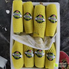 山东省惠民县精品博洋甜瓜