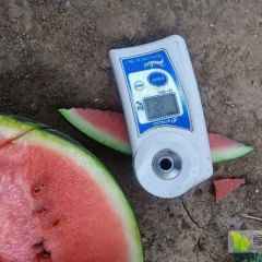 陕西甜王西瓜产地