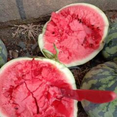 精品甜王西瓜 8斤以上 安徽西瓜包熟度8-9成 