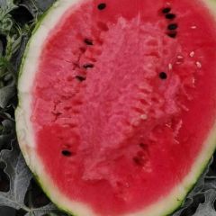 陕西金牌甜王甜蜜来袭，清凉供应！