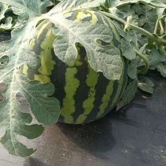 甜王西瓜大量上市有需求请联系1379447549