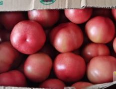安徽亳州大棚西红柿大量上市了，基地直供，一手货源。