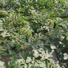 山东成武甜爽，国甜，超甜7西瓜大量上市欢迎采购