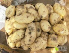 湖北武汉天门土豆开始批量上市