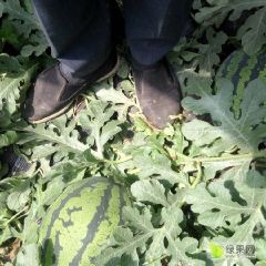 优质甜西瓜大量上市