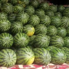 大量供应广西甜王，黑美人西瓜，物美价廉！