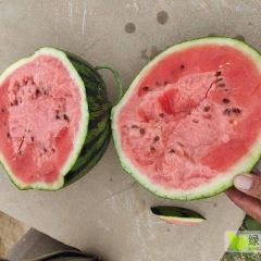 2024年成武 新瓜上市，欢迎各位老板联系！