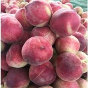 早期 甜油桃毛桃大量上市