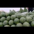 西瓜精品甜王，京新西瓜