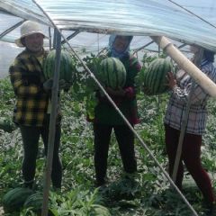 辽宁省凌海市大量西瓜上市了