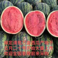 河北保定专业代收西瓜
