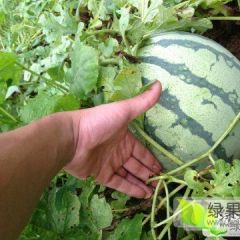 大棚 美都 8424 大量上市