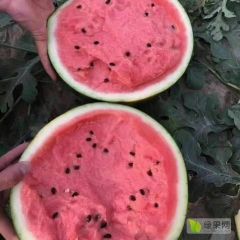 陕西大棚西瓜开始上市